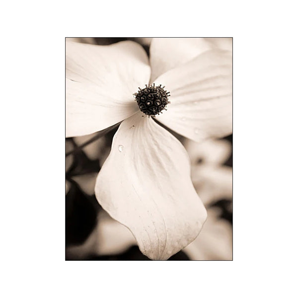 Nordische Wandkunst auf Leinwand – Beiges Blumenmotiv im modernen Boho-Stil