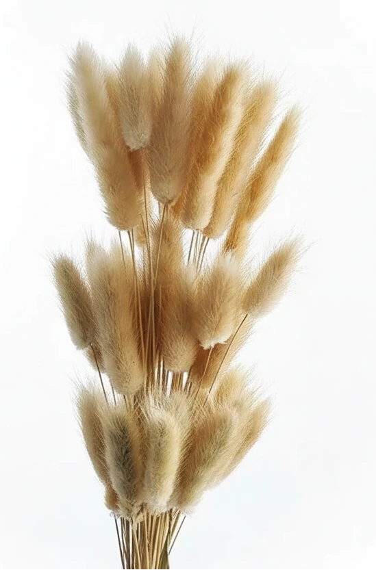 Getrocknete Hasenschwänze (Lagurus Ovatus) – Natürliche Trockenblumen im Boho Stil
