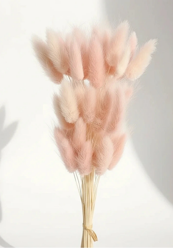 Getrocknete Hasenschwänze (Lagurus Ovatus) – Natürliche Trockenblumen im Boho Stil