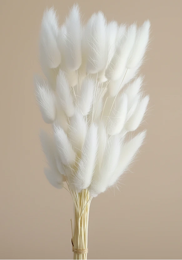 Getrocknete Hasenschwänze (Lagurus Ovatus) – Natürliche Trockenblumen im Boho Stil