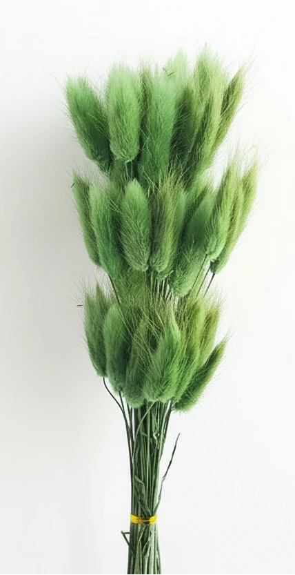 Getrocknete Hasenschwänze (Lagurus Ovatus) – Natürliche Trockenblumen im Boho Stil